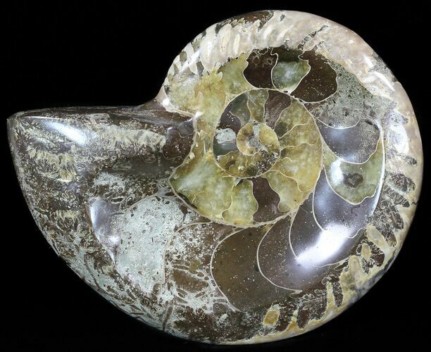 Wide Polished Ammonite Fossil Dish #49789